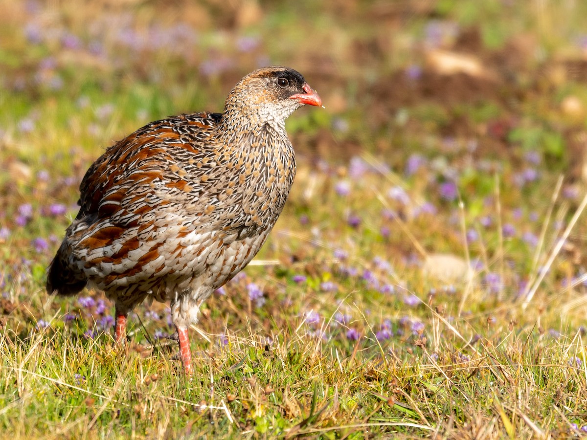 Chestnut-naped Spurfowl (Northern) - Jean-Louis  Carlo