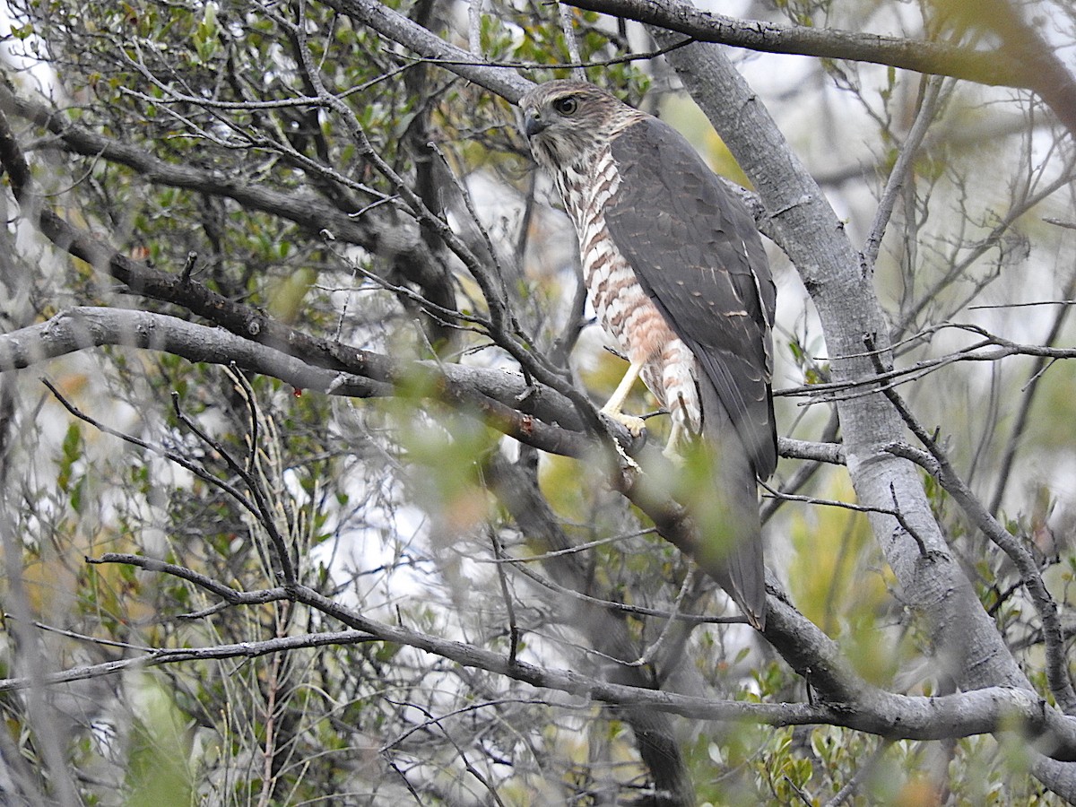 Brown Goshawk - George Vaughan