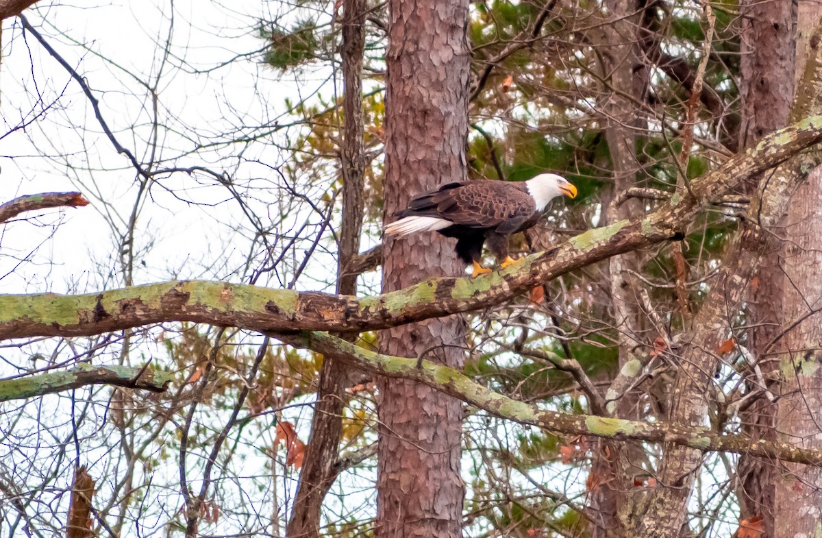 Bald Eagle - ML202519501