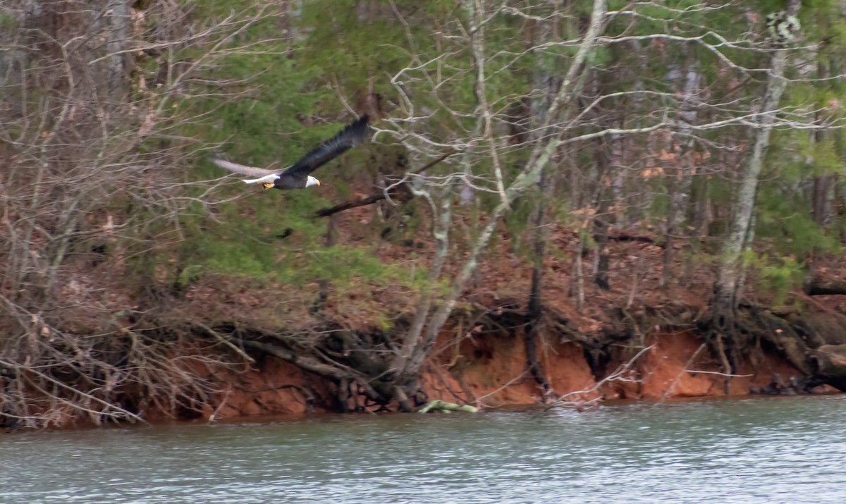 Bald Eagle - Sarah Draper