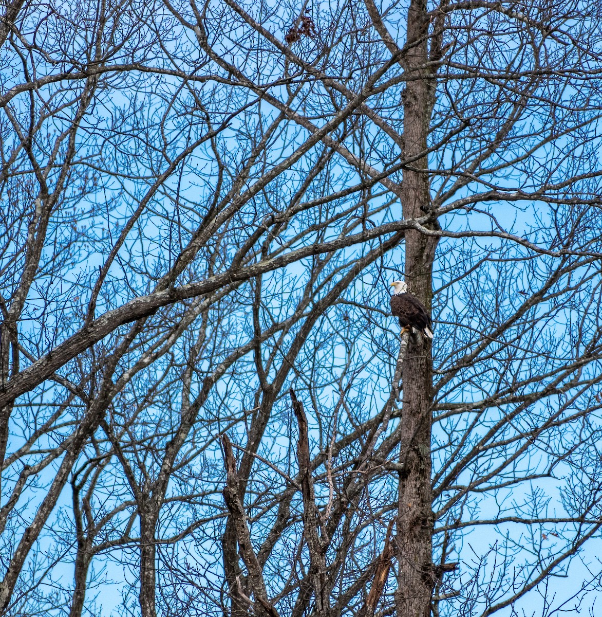 Bald Eagle - Sarah Draper