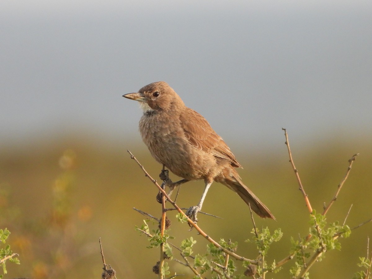 White-throated Cacholote - Barry Reed