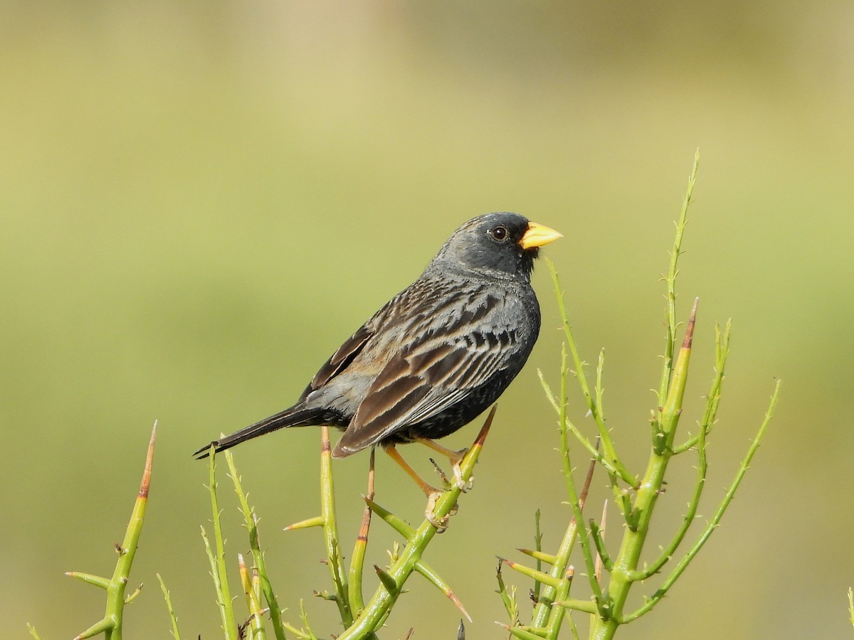 Carbonated Sierra Finch - ML202520691