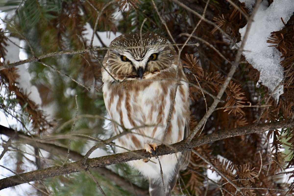 Northern Saw-whet Owl - jean-marc lavallée