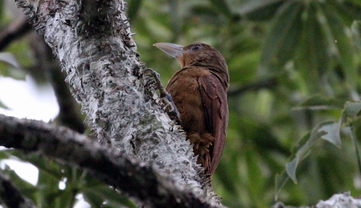 Cinnamon-throated Woodcreeper - ML202522341
