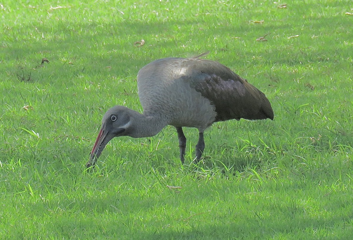 ibis hagedaš - ML202523191