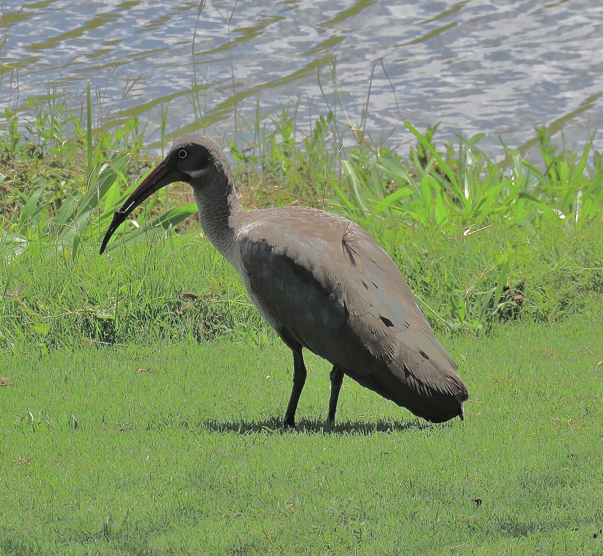 ibis hagedaš - ML202523361