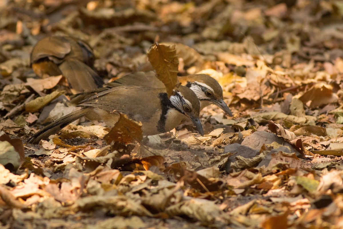 Greater Necklaced Laughingthrush - Andreas Boe