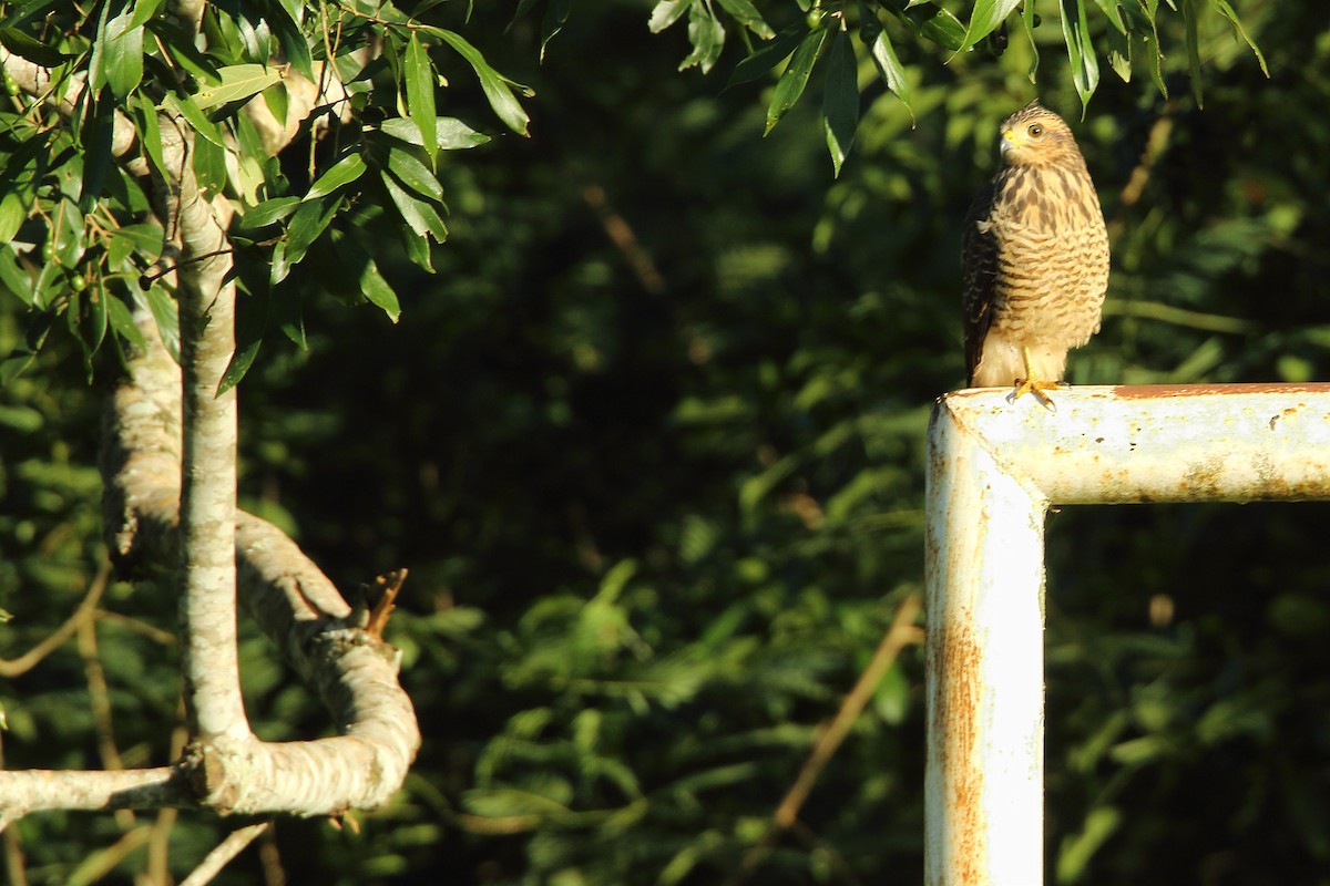 Roadside Hawk - ML202523971