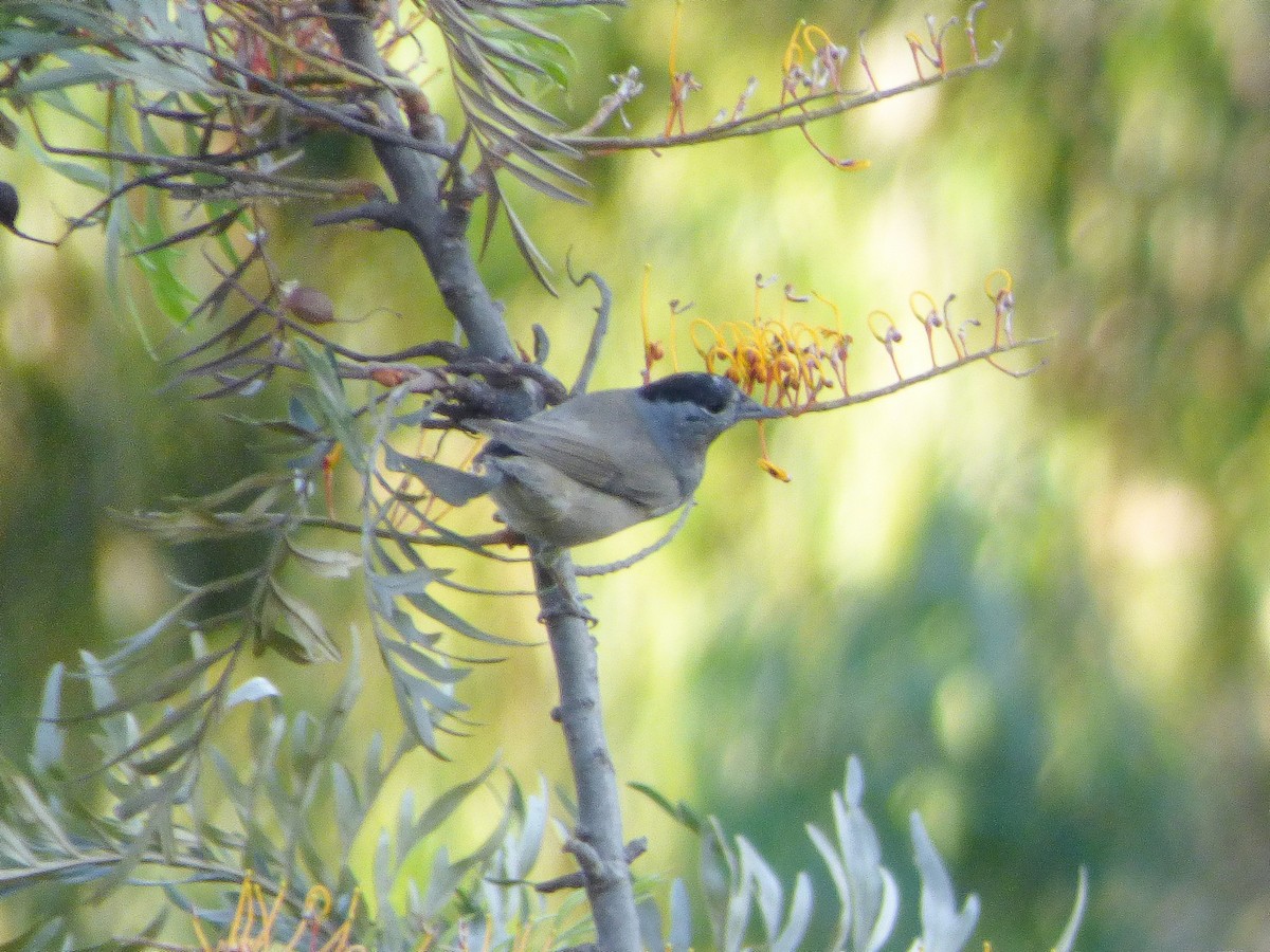 Eurasian Blackcap - ML202524941