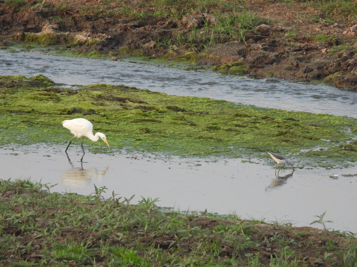 Common Greenshank - ML202525601