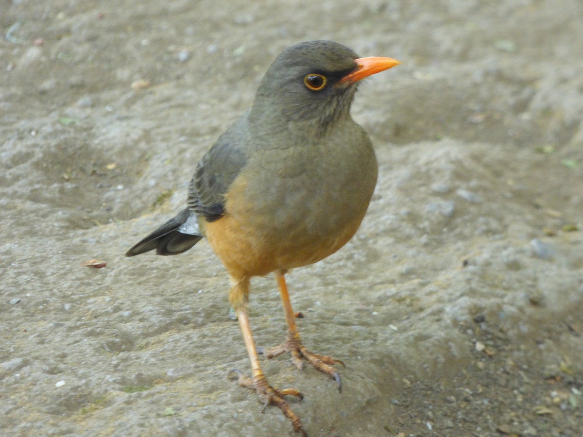 Abyssinian Thrush - ML202525661