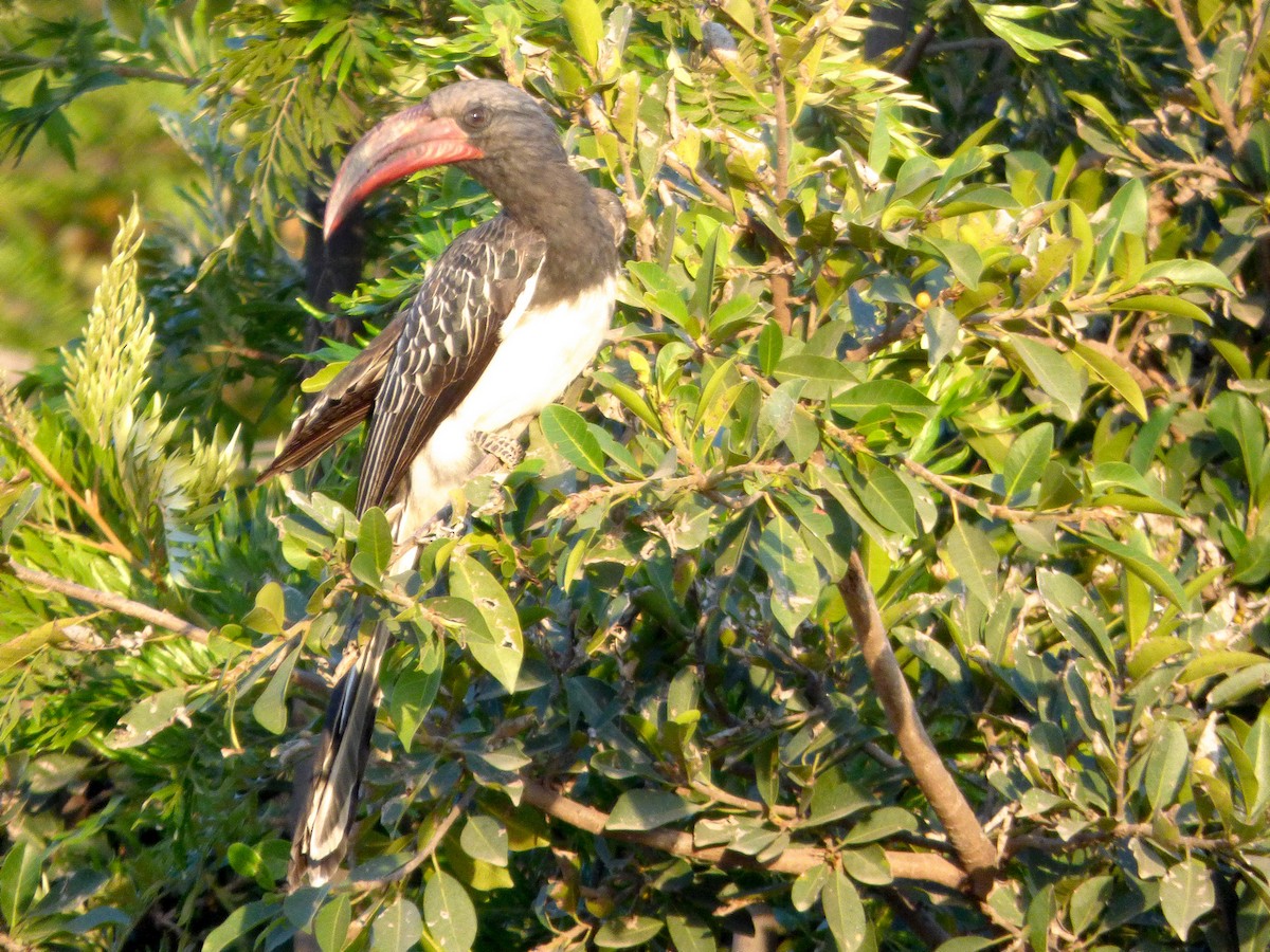 Hemprich's Hornbill - ML202525671