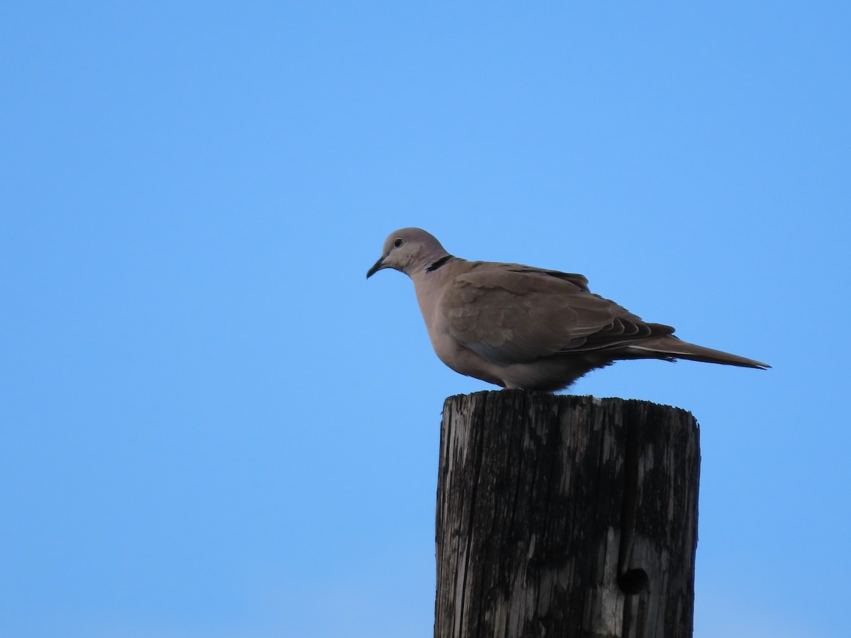Eurasian Collared-Dove - ML202525841