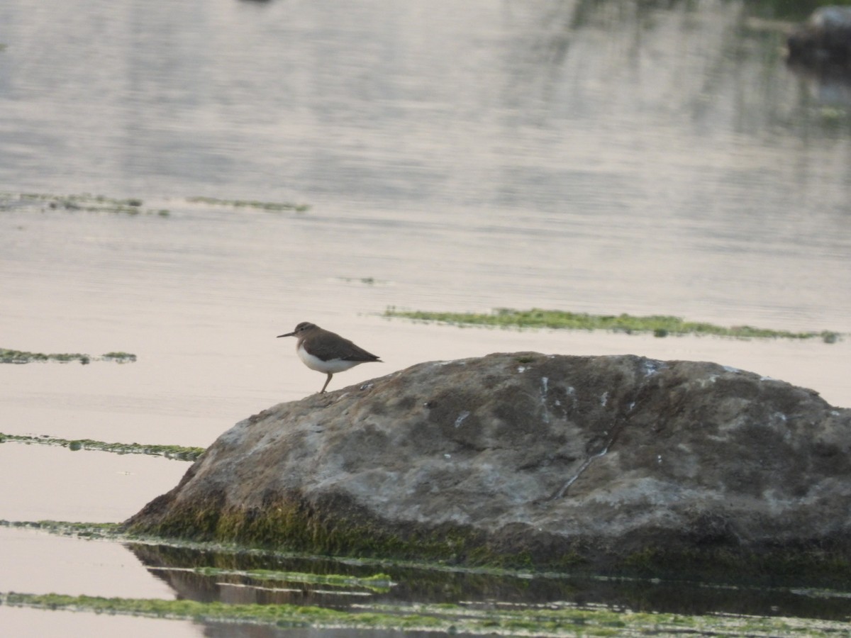 Common Sandpiper - Lakshmikant Neve