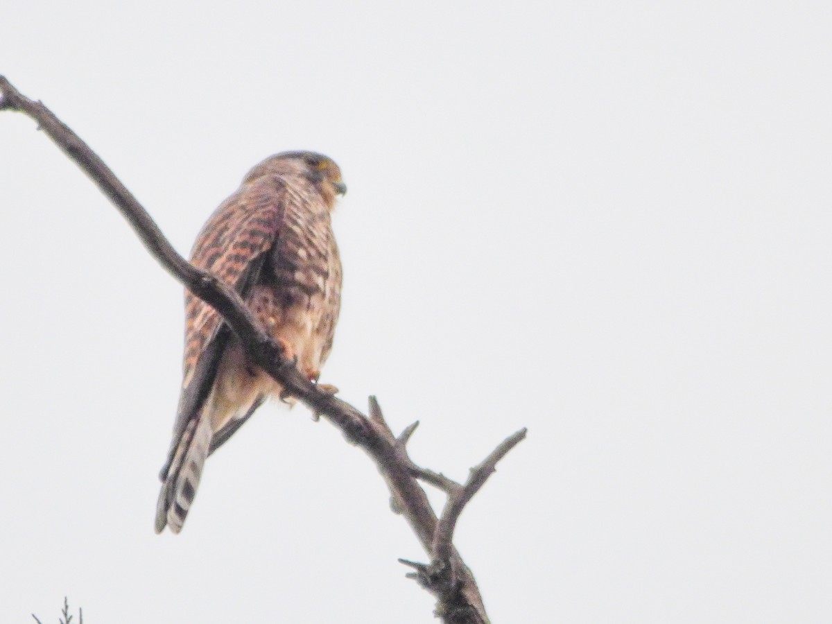 Eurasian Kestrel - ML202526371