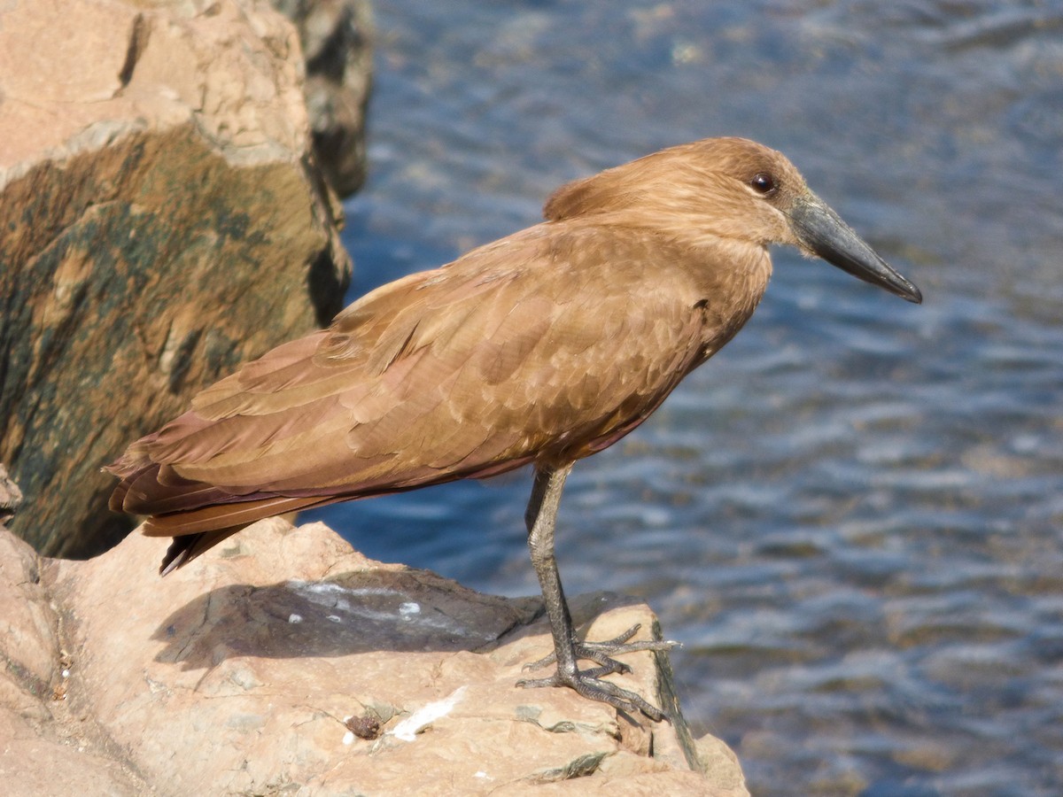 Hamerkop - ML202526481