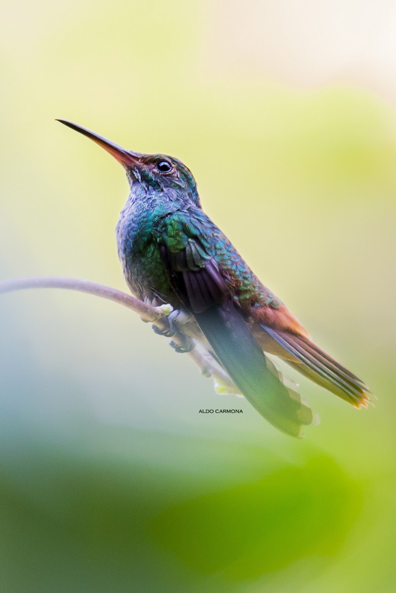 Rufous-tailed Hummingbird - Aldo Carmona