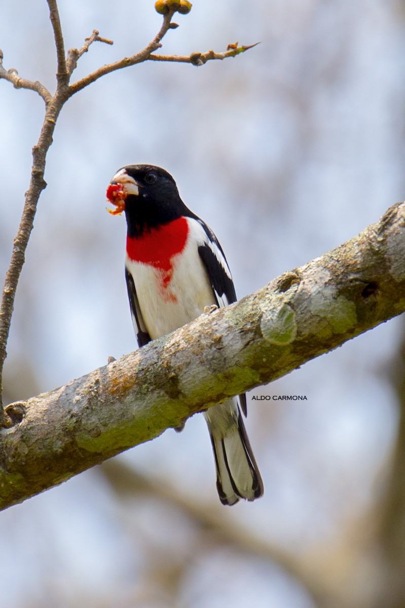 Rose-breasted Grosbeak - Aldo Carmona