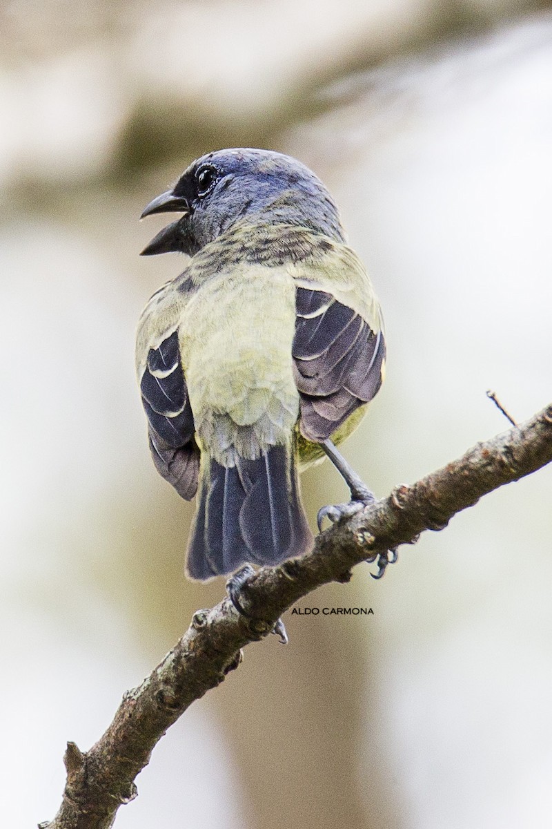 Yellow-winged Tanager - Aldo Carmona