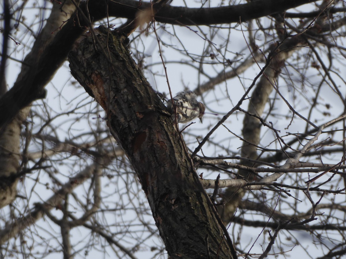 Red-headed Woodpecker - ML202526961