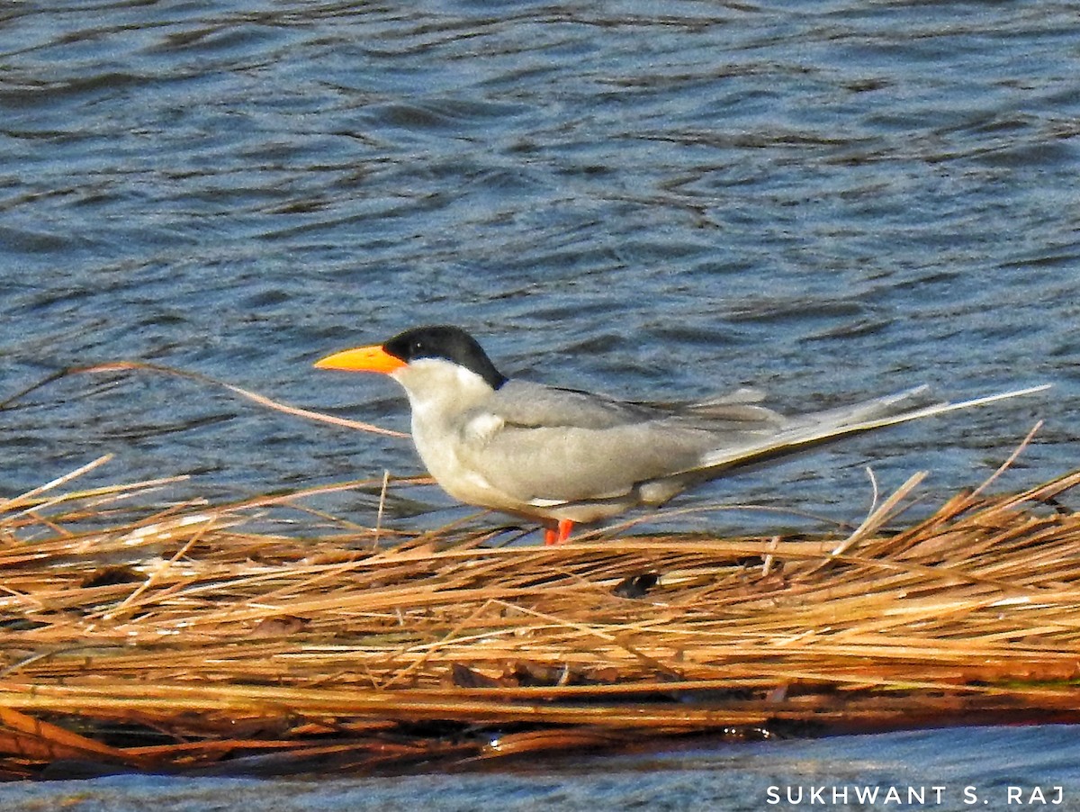 River Tern - ML202527781