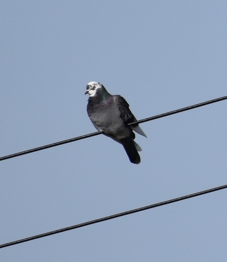 Rock Pigeon (Feral Pigeon) - ML202528271