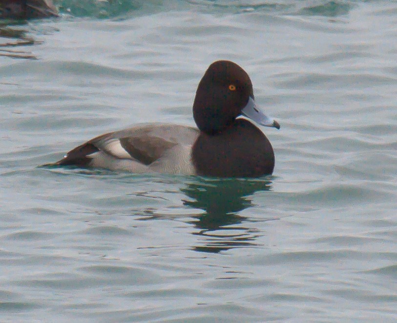 Redhead x Lesser Scaup (hybrid) - Mike Bouman