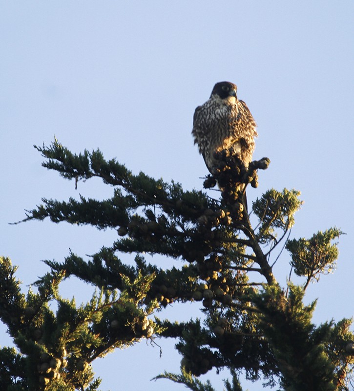 Peregrine Falcon - Bill Hubick