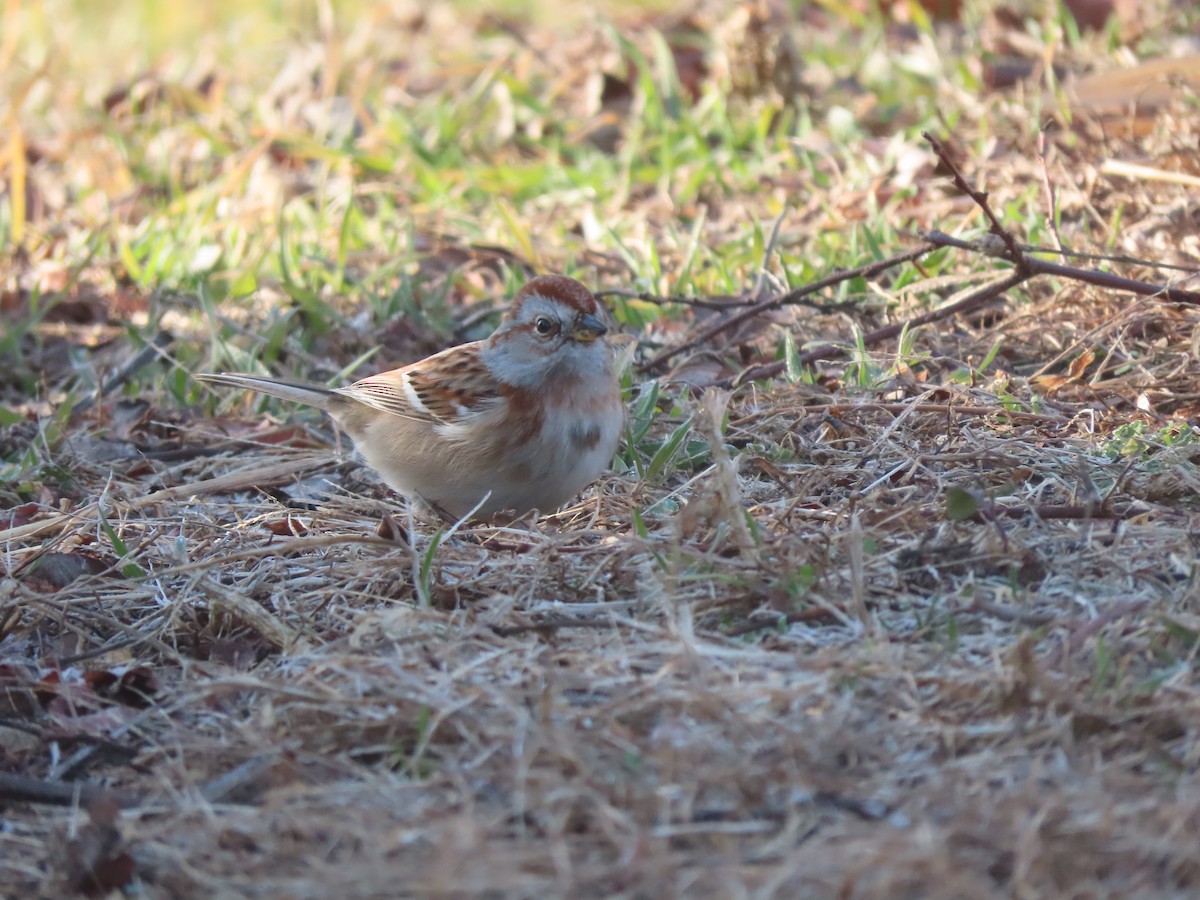 American Tree Sparrow - ML202529821