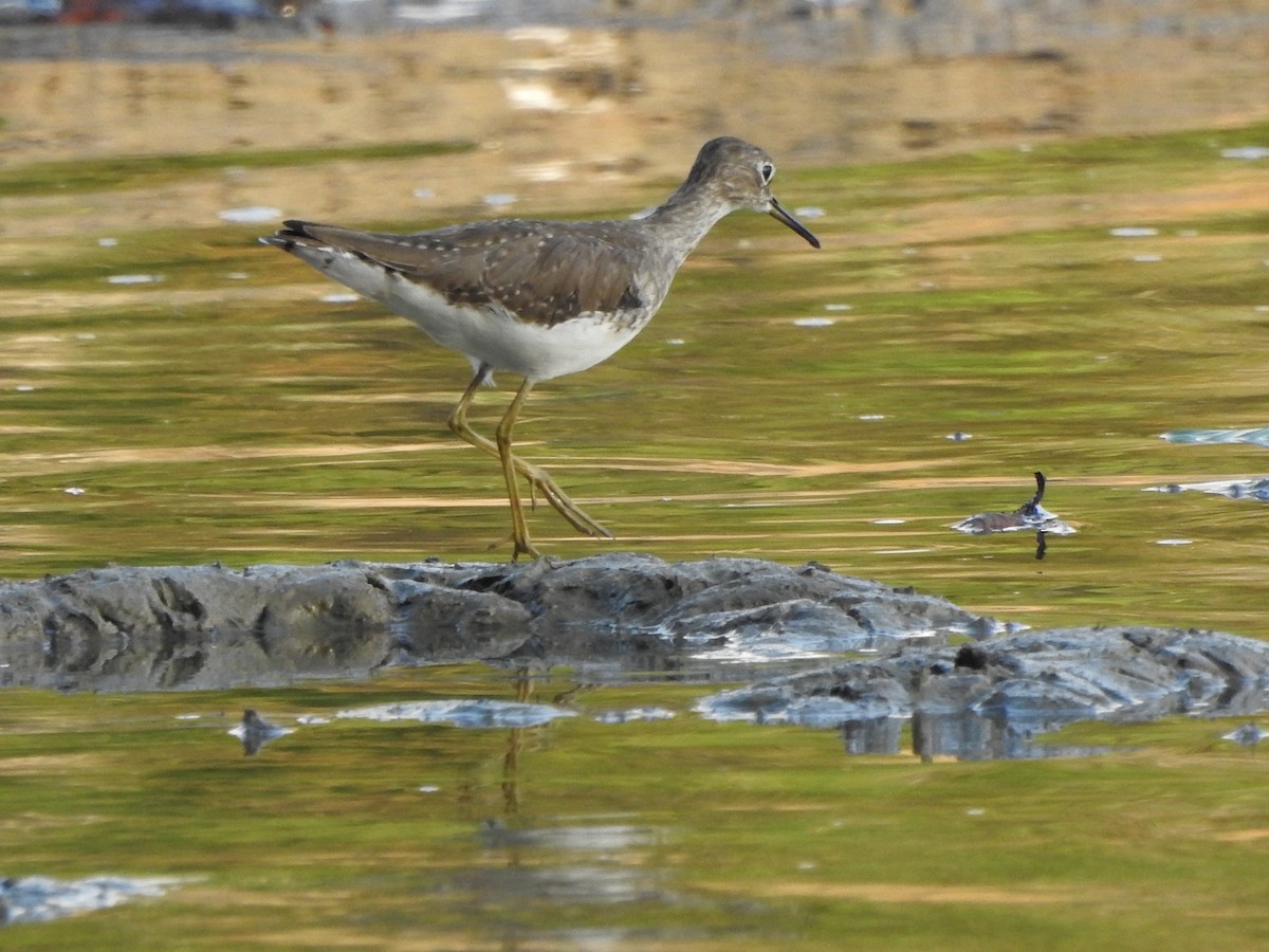 Solitary Sandpiper - ML202530501