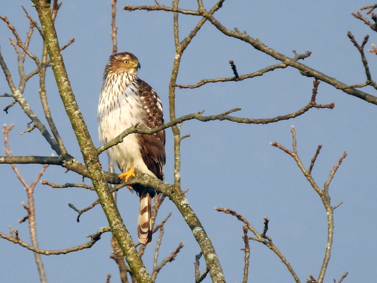 Cooper's Hawk - ML202533261