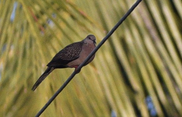 Spotted Dove - ML202533281
