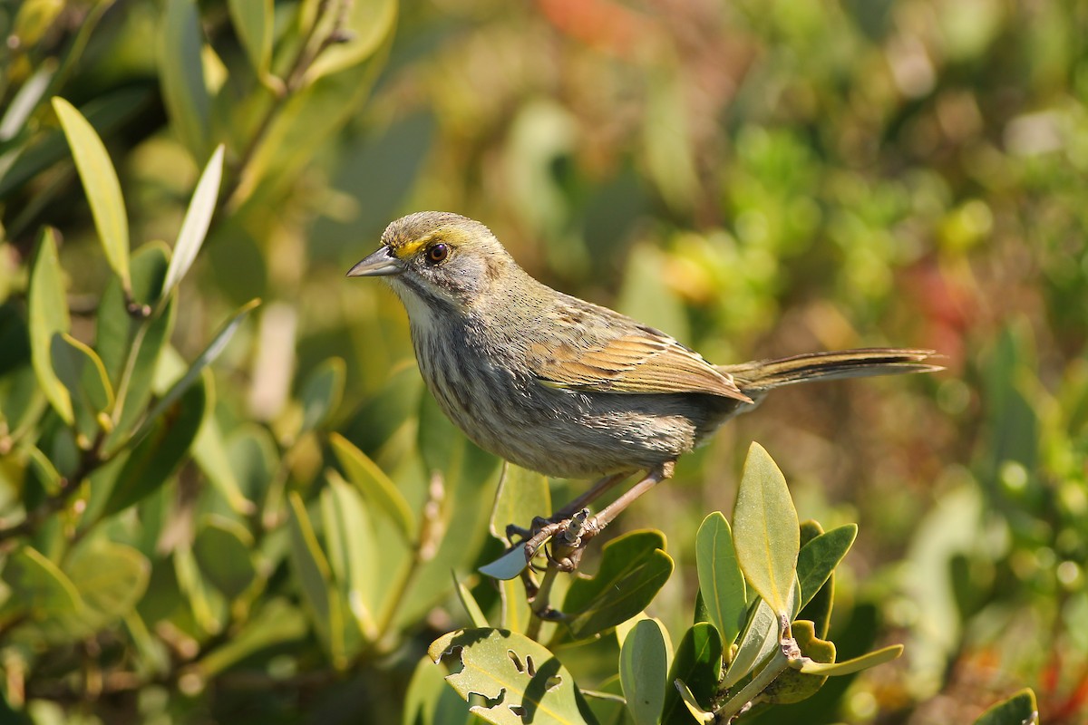 Seaside Sparrow - ML202533561