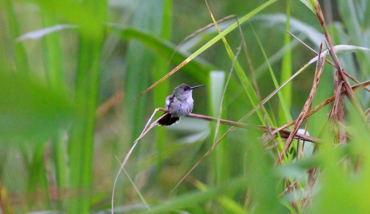 Colibrí Blanquioliva - ML202534641