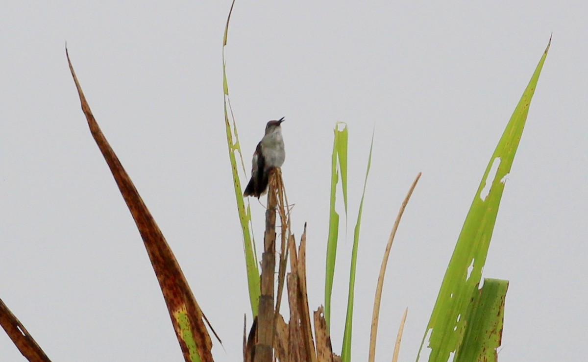 Olive-spotted Hummingbird - ML202535481