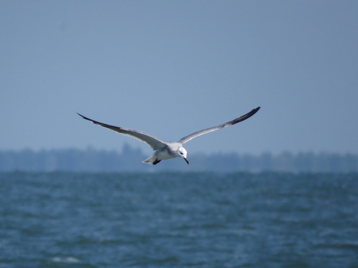 Laughing Gull - ML20253641