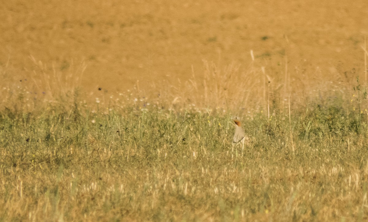 Black-bellied Sandgrouse - ML202536691