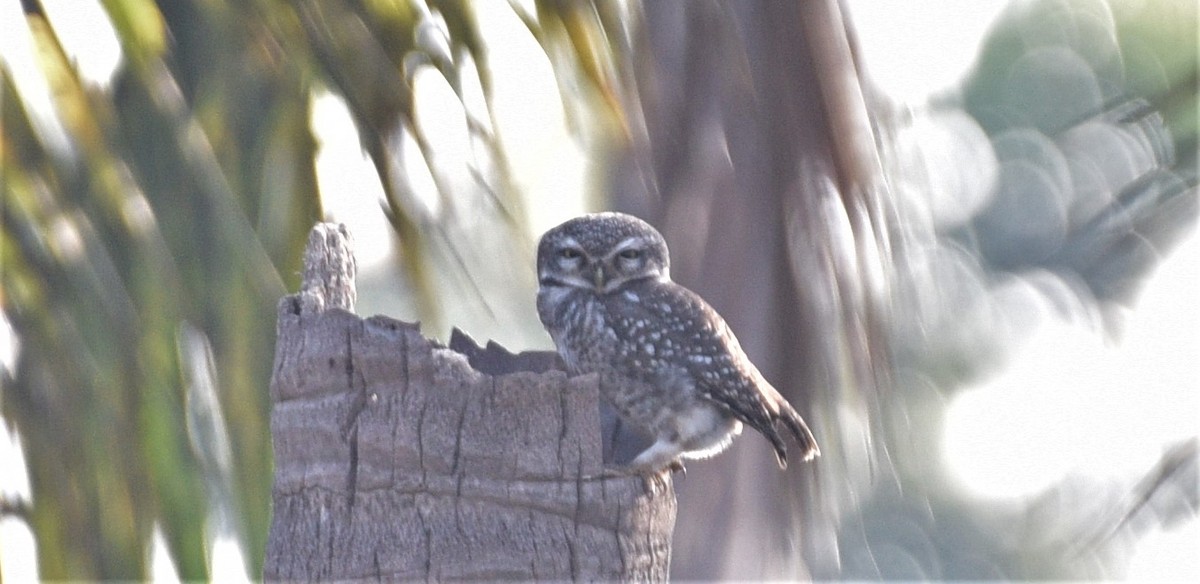 Spotted Owlet - ML202536861