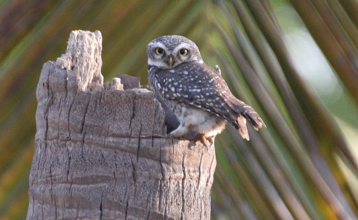 Spotted Owlet - ML202536871
