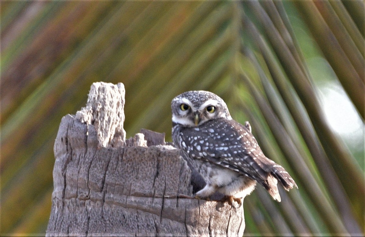 Spotted Owlet - ML202536881