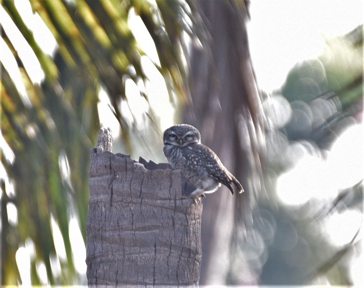 Spotted Owlet - ML202536891