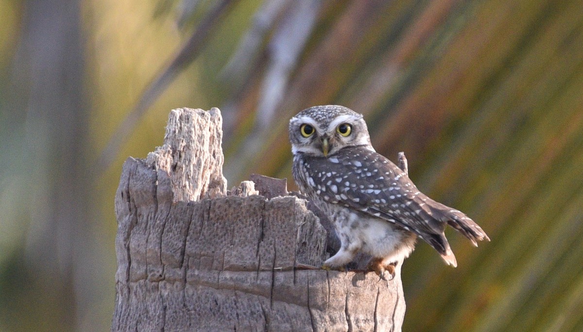 Spotted Owlet - ML202536911