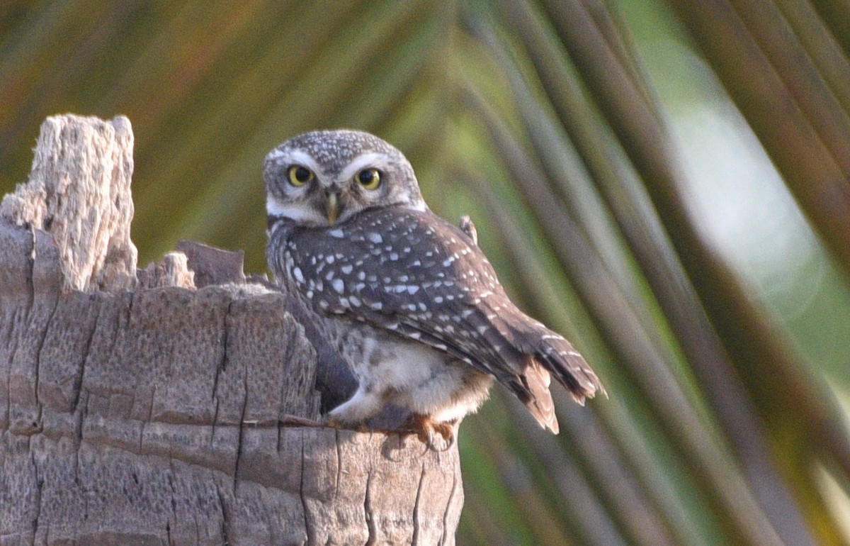 Spotted Owlet - ML202536931