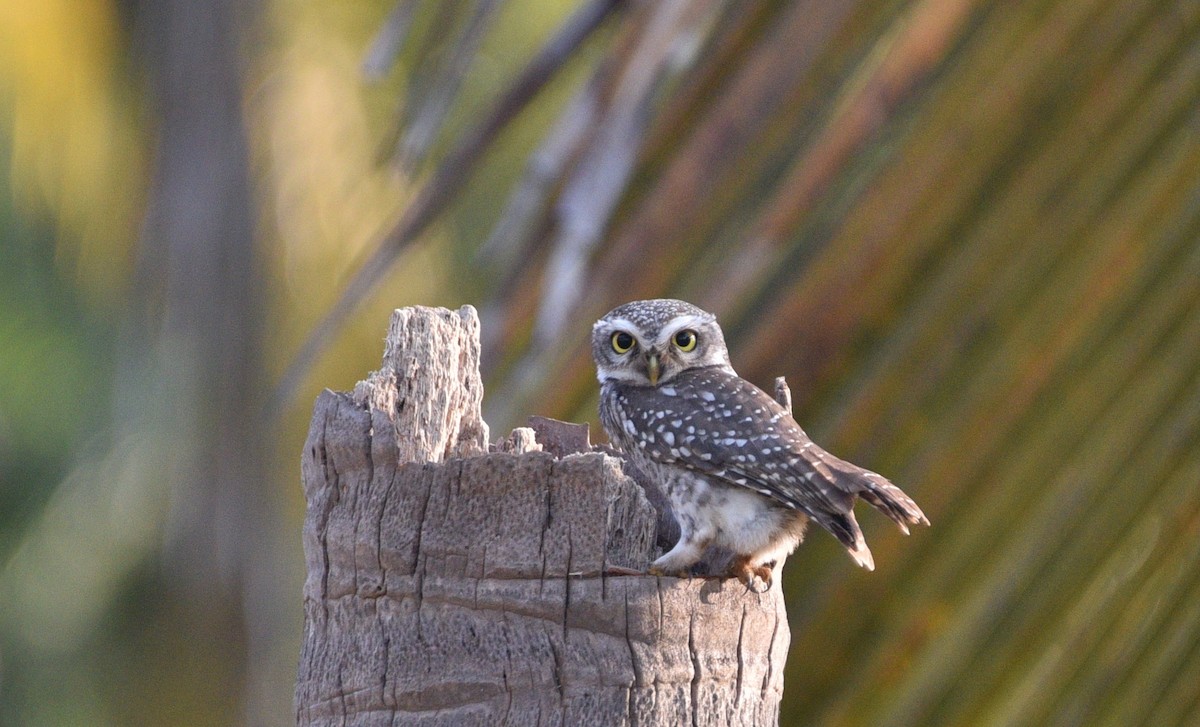 Spotted Owlet - ML202536941
