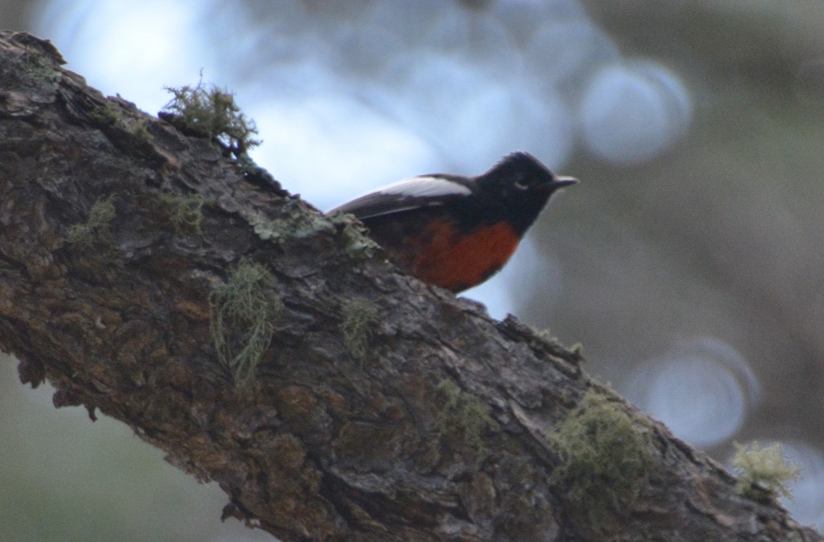 Painted Redstart - ML20253741