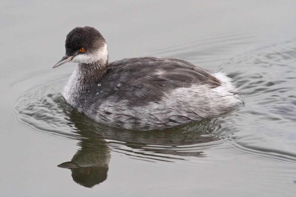 Eared Grebe - Daniel Tinoco