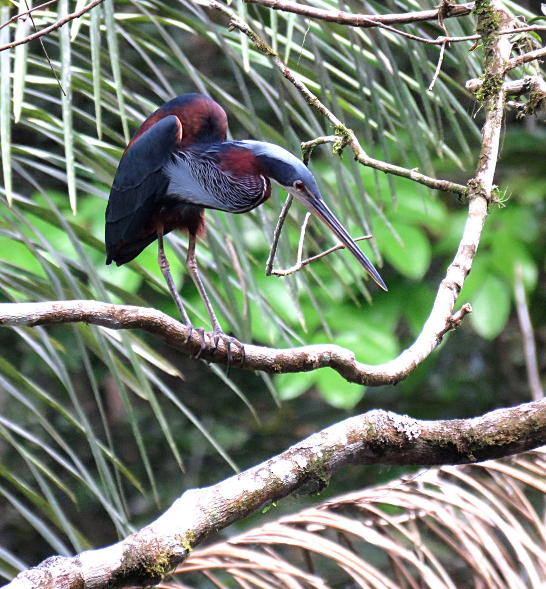 Agami Heron - ML202540261