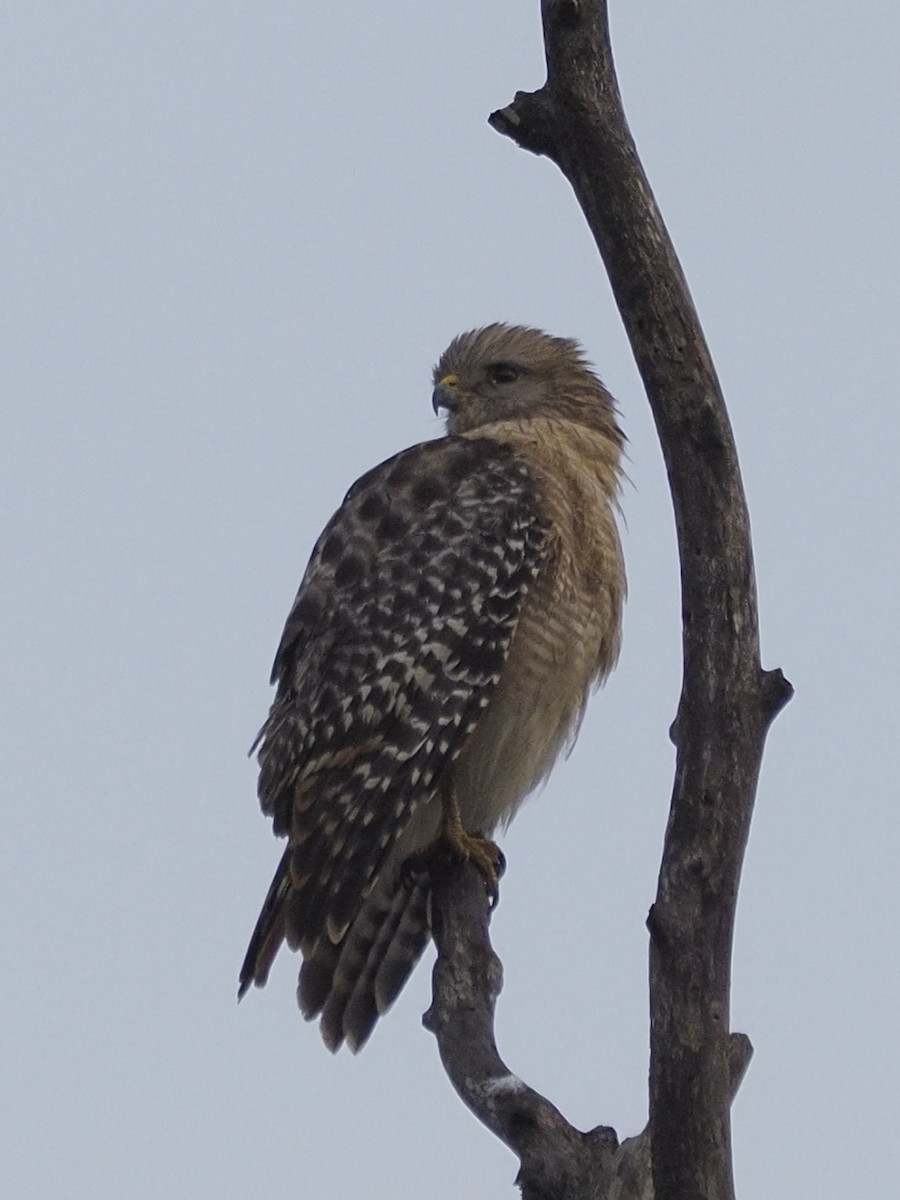 Red-shouldered Hawk - Milton Paul