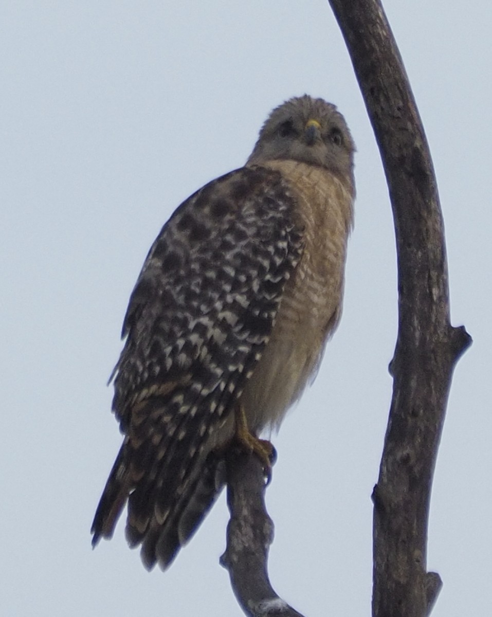 Red-shouldered Hawk - Milton Paul